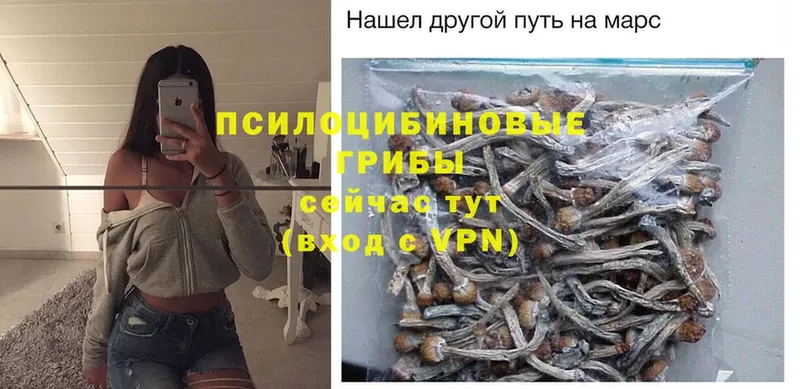 Галлюциногенные грибы Psilocybe  Вязьма 